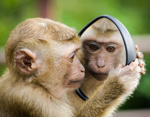 Chimp looking in the mirror